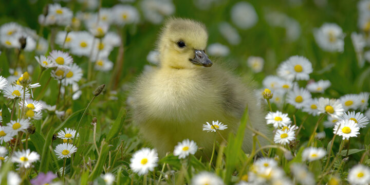 un poussin dans les paquerettes