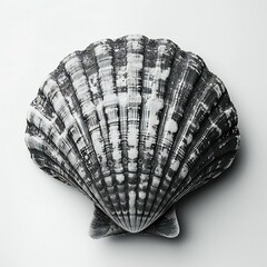 Black and white sea shell isolated on white background,   illustration