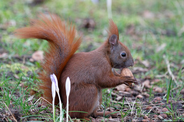 Eichhörnchen mit Walnuß- Seitenansicht