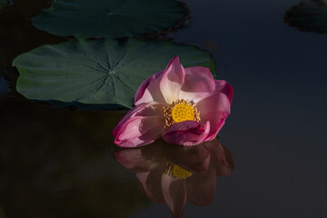 Lotus flower in the pond with reflection and lotus leaf.