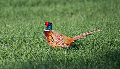 Fasanenhahn auf einer Wiese