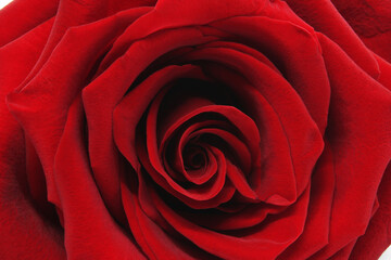 A red rose close-up photo.