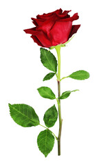 A rose flower with a stem and leaves on a white background.