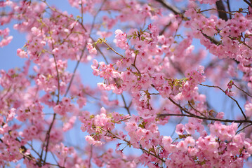 青空と桜