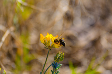 Abeja extrayendo polen de una Lotus pedunculatus