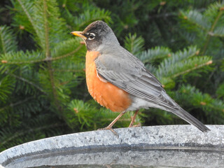 Robin taking a bath on a lovely summer day