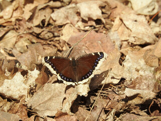 Mourning cloak butterfly pausing for some rays of sunshine on a warm spring day