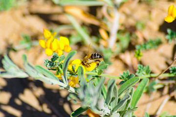 Abeja extrayendo polen de una Lotus pedunculatus