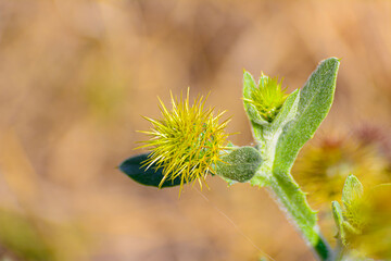 Centaurea seridis © David