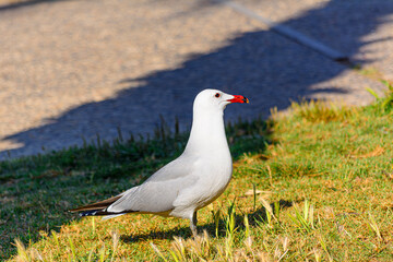 Primer plano de una Gaviota 