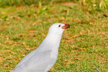 Primer plano de una Gaviota 