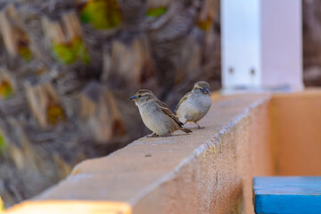 Gorriones posados sobre un muro observando su entorno