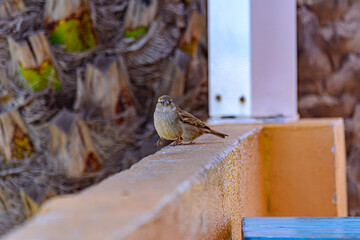 Gorriones posados sobre un muro observando su entorno