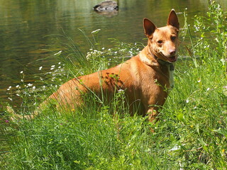 dog in the grass near a stream