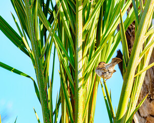 Gorrión posado en una palmera