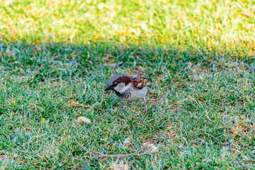 Gorrión comiendo 