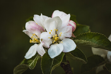 Obraz premium Apfelbaumblüten