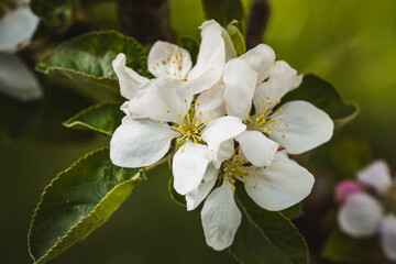 Apfelbaumblüten