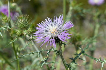 Flor de calcida blanca