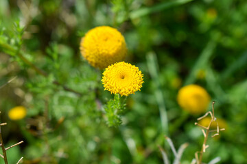 Flores amarillas de campo