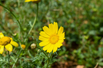 Flores amarillas de campo