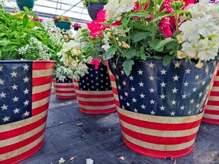 Patriotic American flag flower pots with geranium plants