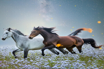 Two beautiful horse run gallop on flowers field with blue sky behind
