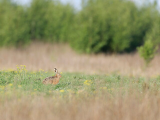 Hare sitting , eating grass