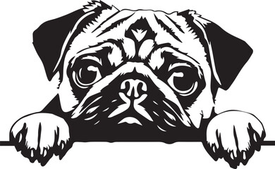 peeking pug dog