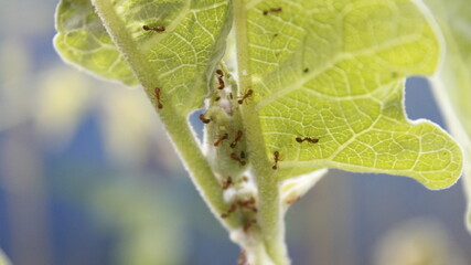 ants on a leaf