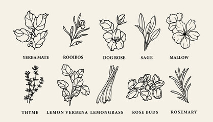 Line art tea herbs collection. Botanical drawing