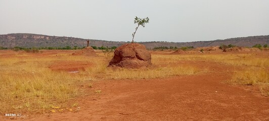 a threatened tree in togolese Savannah. (Dapaong in North of Togo)