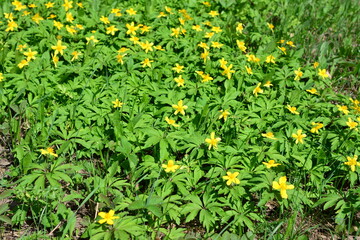 a field of yellow flowers with green leaves 