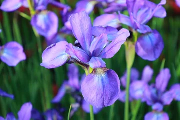 Fototapete Rund Iris purple iris flower アヤメ  © IKa