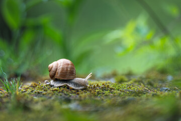 Snail crawling on the moss in the rainy forest. Shallow depth of field.