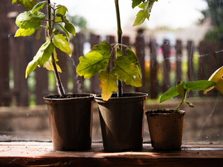 Tomato plants growing in greenhouse window 