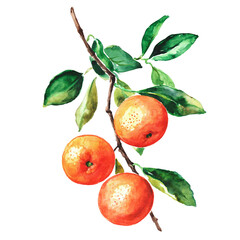 Orange, citrus, orange branch , hand drawn watercolor illustration, dessert, fruit watercolor illustration	