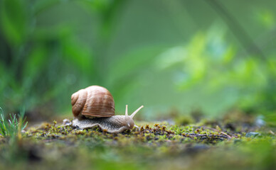Snail crawling on the moss in the rainy forest. Shallow depth of field.