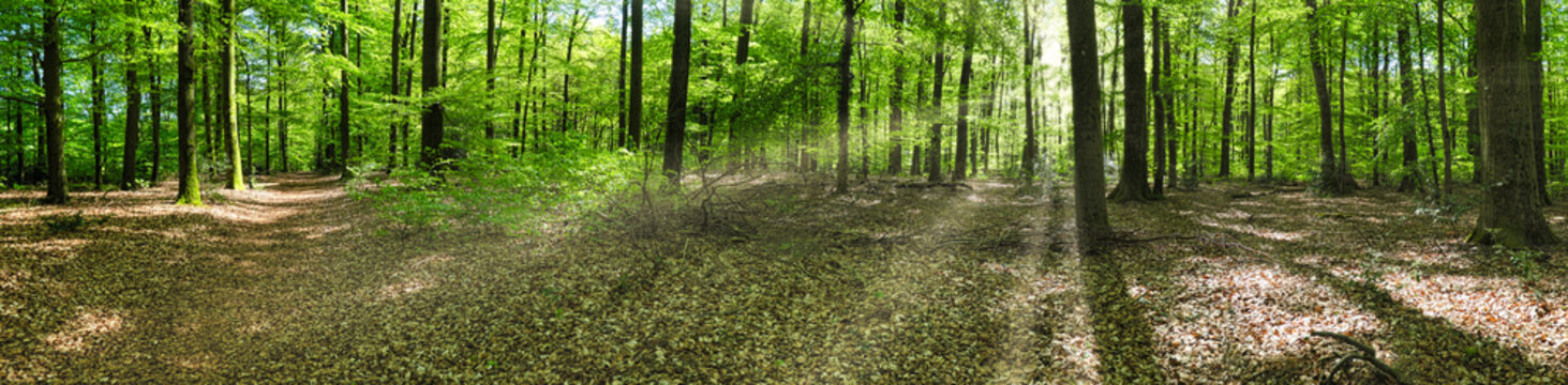Im Buchenwald -Fr&uuml;hling im Osnabr&uuml;cker Land -Panoramaaufnahme