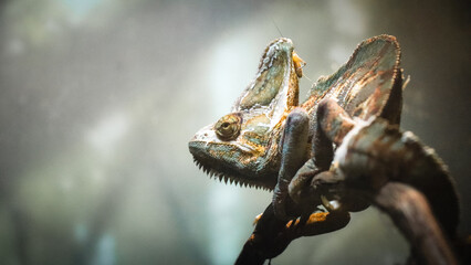 Cricket hiding on the head of a Veiled Chameleon