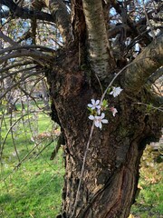 flowering tree branch with old tree truck