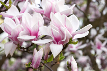 Lots of pink magnolia flowers.