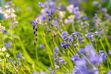 blooming bluebells on a meadow in spring