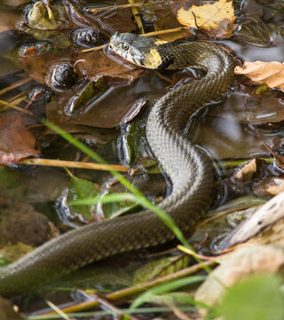 Ringelnatter in einem Wassert&uuml;mpel