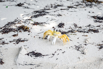 Crabe jaune de La Martinique, Antilles Françaises, sur une plage de sable blanc.