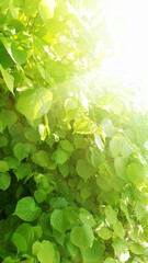 Fototapeta na wymiar summer background with green tree