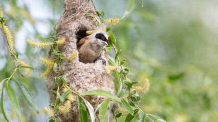 a bird