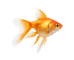 A single goldfish gliding in a glass bowl filled with water, embodying simplicity and elegance. Generative AI