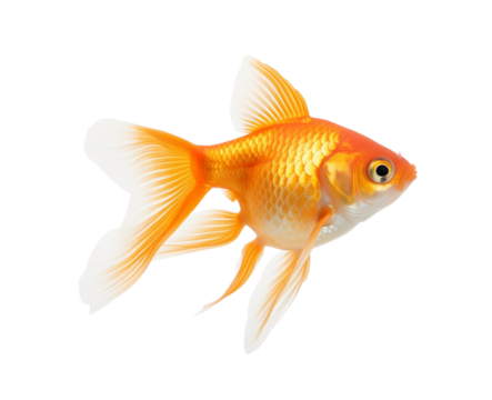A single goldfish gliding in a glass bowl filled with water, embodying simplicity and elegance. Generative AI