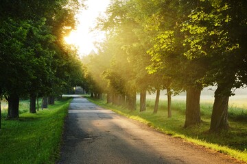 The Sun is shining through  Avenue and Alley of Linden Trees, Tree Lined Footpath through Park at Sunrise, Way to the unknow golden light